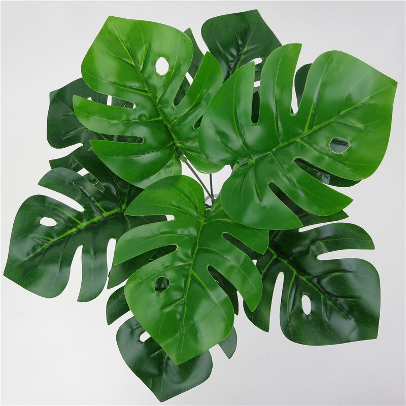 Monstera plant